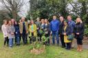 A rowan tree is planted at the Olivebank roundabout - A 'Tree of Trees' which was gifted to the Bridges Project as part of The Queen's Green Canopy (QGC)