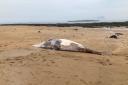 The whale has been found on the beach at North Berwick. Image: East Lothian Council Countryside Rangers