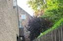 This hedge, at the centre of a row between neighbours, has been ordered to be cut by 30 centimetres in height