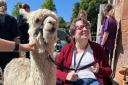 Alpacas visited staff and guests at Leuchie House