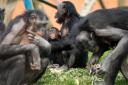 Masturbation is common among animals but is thought to be more prevalent in primates, including chimpanzees, apes and humans (Jacob King/PA)