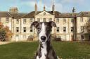 Doghailes is back at Newhailes House next month