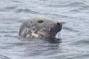 The seal was photographed with a fish-hook stuck in its mouth. Image: Michael McLeod, The Edinburgh Guardian