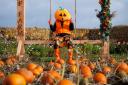 The pumpkin festival - Image Nick Mailer