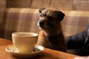 Dog coffee mornings are held at the Mercat Grill