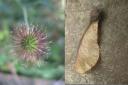 Wood avens seed (left) and Sycamore seed