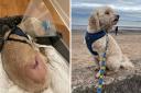 Eight-year-old Alphie, a Cavapoo, was attacked while walking at Yellowcraig Beach