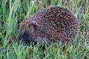 A hedgehog was spotted one evening at Winterfield golf course in Dunbar. Image: Brian A Turner