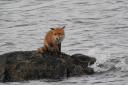 A plucky fox was spotted making its way ashore at Longniddry. Image: Nancy Somerville / SWNS