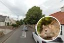 It was noted that Lempockwells Road was a hotspot for the rats. Image: Google Maps