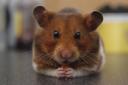 A hamster (not the one pictured) sparked a dramatic rescue 25 years ago