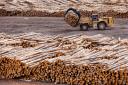 Forestry is experiencing a global downturn