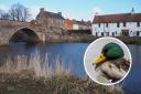 An investigation has been launched after a duck was allegedly killed on the River Tyne. Main image: Copyright Jennifer Petrie and licensed for reuse under this Creative Commons Licence.
