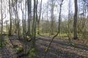 Lochend Woods. Image copyright Richard Webb and licensed for reuse under Creative Commons Licence
