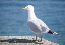 A seagull. Credit: Canva