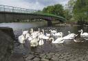 Swans on the River Esk at Musselburgh:  a multi-million pound flood defence scheme is planned for the town.