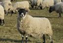 Sheep on North Berwick Law