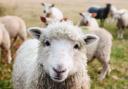 National Sheep Association Scotland’s Scotsheep event is held at the Hamilton family’s Aikengall Farm, near Innerwick.