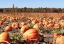 Plenty pumpkins will be on offer at East Links Family Park next month