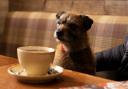 Dog coffee mornings are held at the Mercat Grill