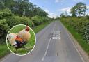 The chickens will be able to safely cross the B6368. Main image: Google Maps
