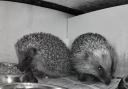 Couple in East Lothian share adorable hedgehog Ring footage.