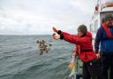 Native oysters have been deployed into the Firth of Forth for the first time in 100 years. Photo: Maverick Photo Agency