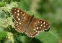 A speckled wood butterfly. Image: Abbie Marland