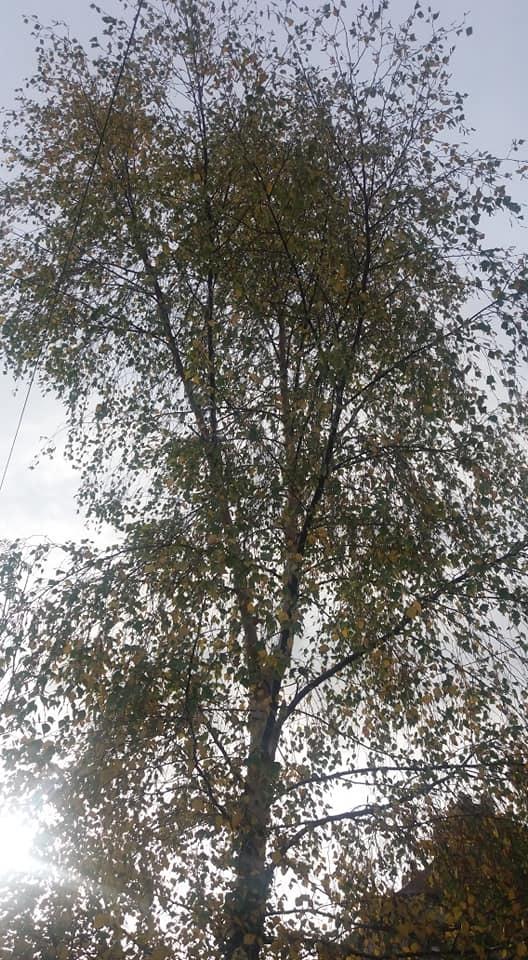 East Lothian Courier: A silver birch can grow as tall as this in just 10 years