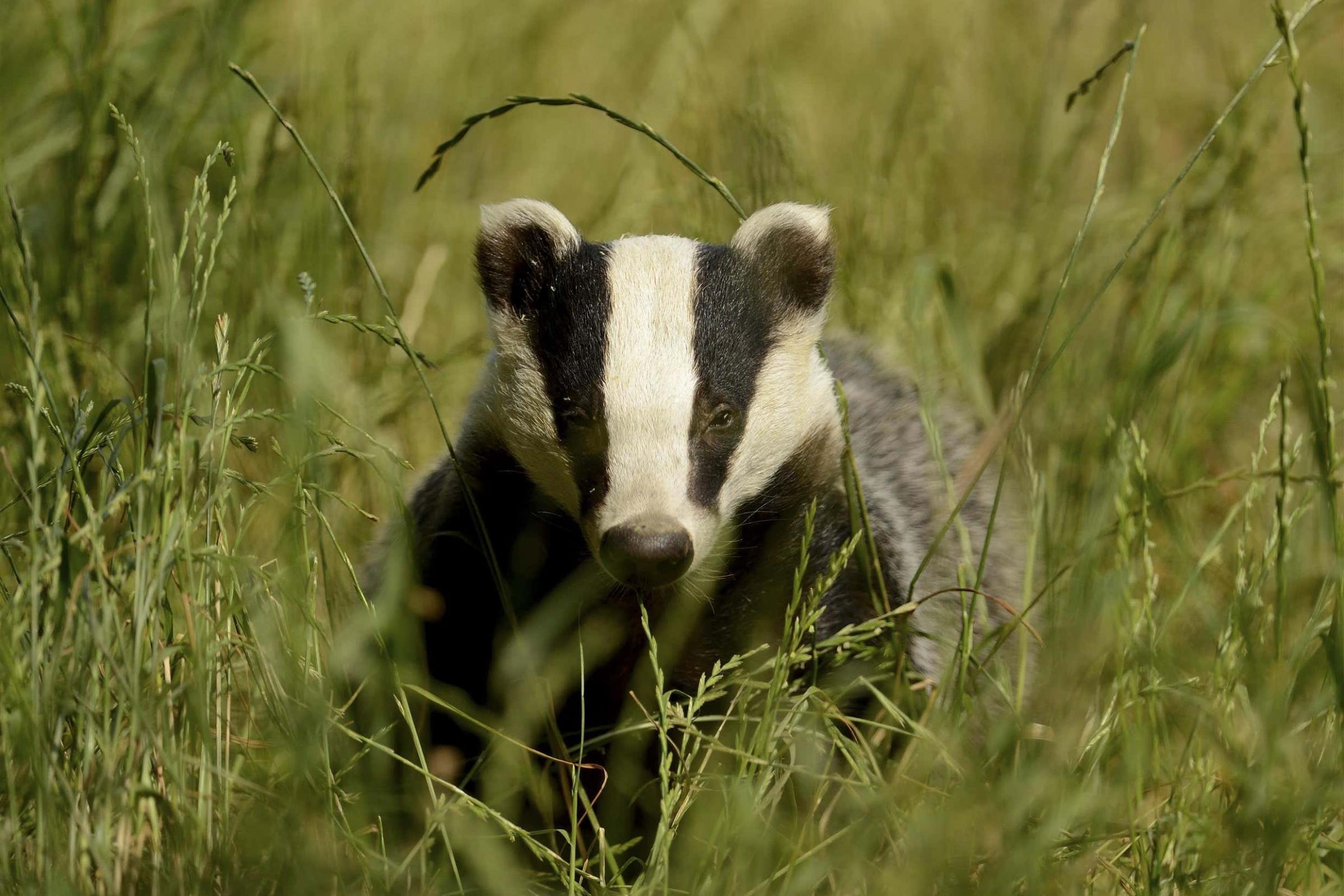Badgers, birds of prey and marine mammals face rise in wildlife crime – report - Vimarsana News