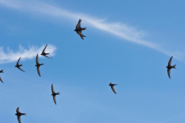 Common swift group in flight