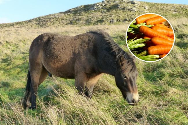 People are being urged not to feed the ponies at Traprain Law. Copyright kim traynor and licensed for reuse under this Creative Commons Licence.