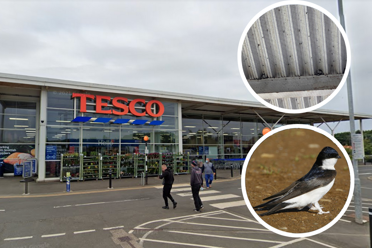 Protest planned at Tesco in North Berwick over removal of bird nests there - Vimarsana News