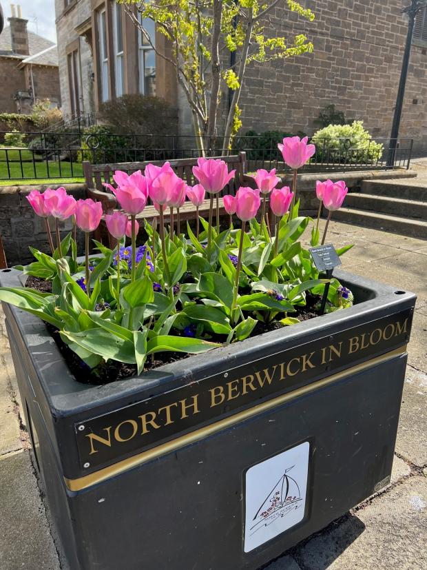 East Lothian Courier: A tulip festival is taking place in North Berwick