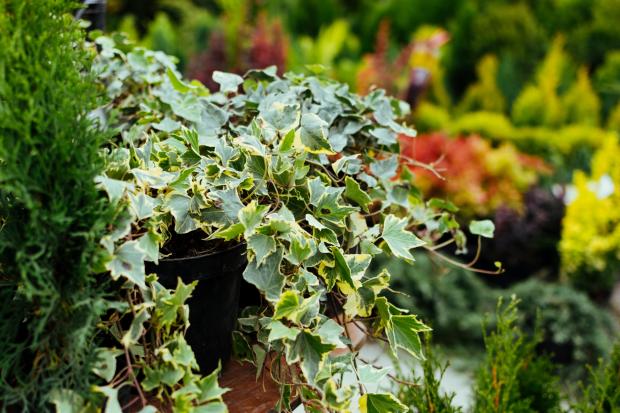East Lothian Courier: Ivy can damage your property. (PA)