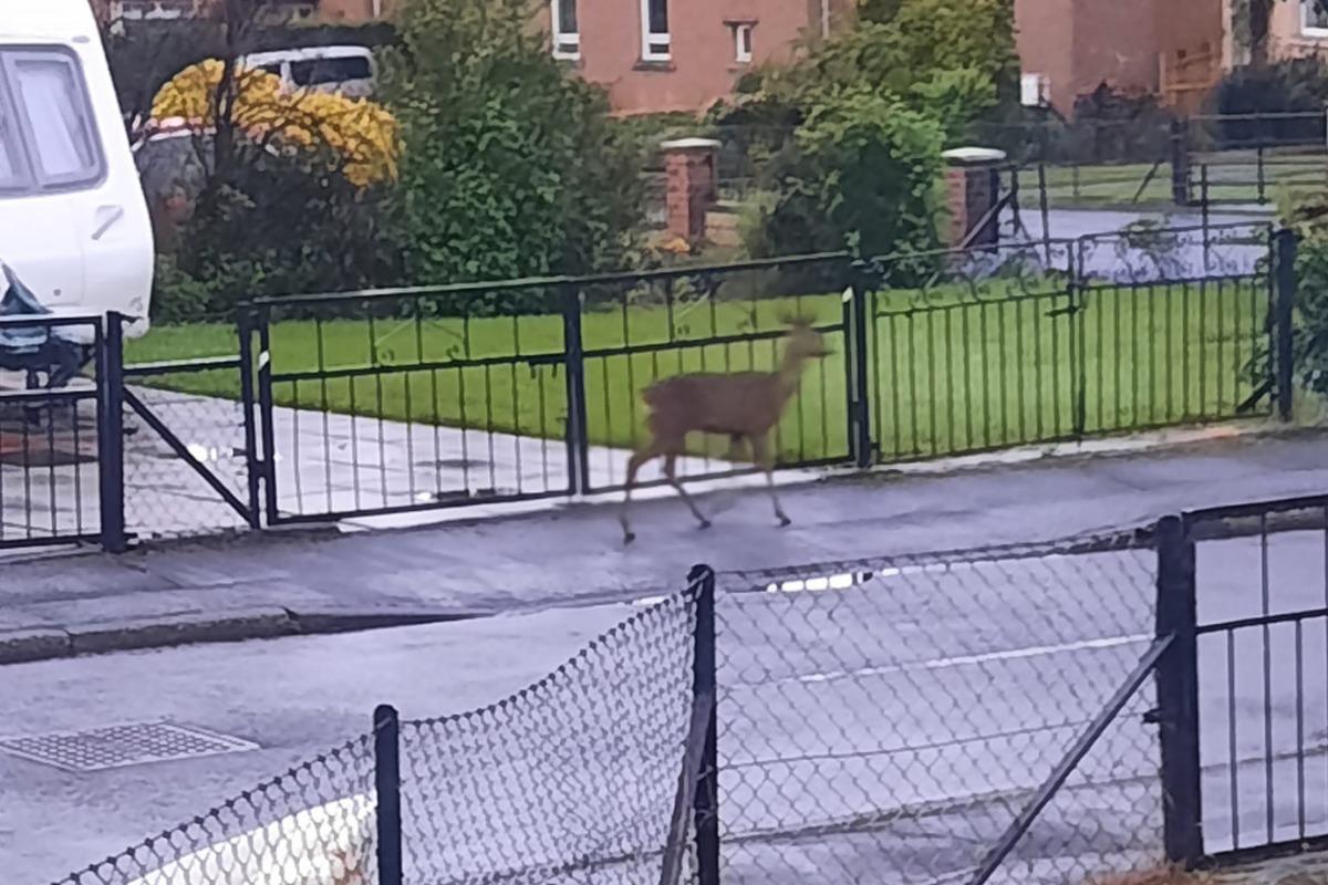 Claire Gordon spotted a roe deer on her street in Tranent
