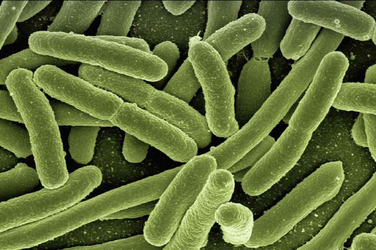 An E. coli outbreak has been confirmed in East Lothian