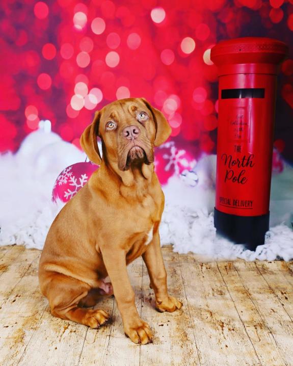 East Lothian Courier: Dogue De Boreaux, Rocky, needs a hip replacement with a vet bill of £3,000 East Lothian Courier: Dogue De Boreaux, Rocky, needs a hip replacement with a vet bill of £3,000