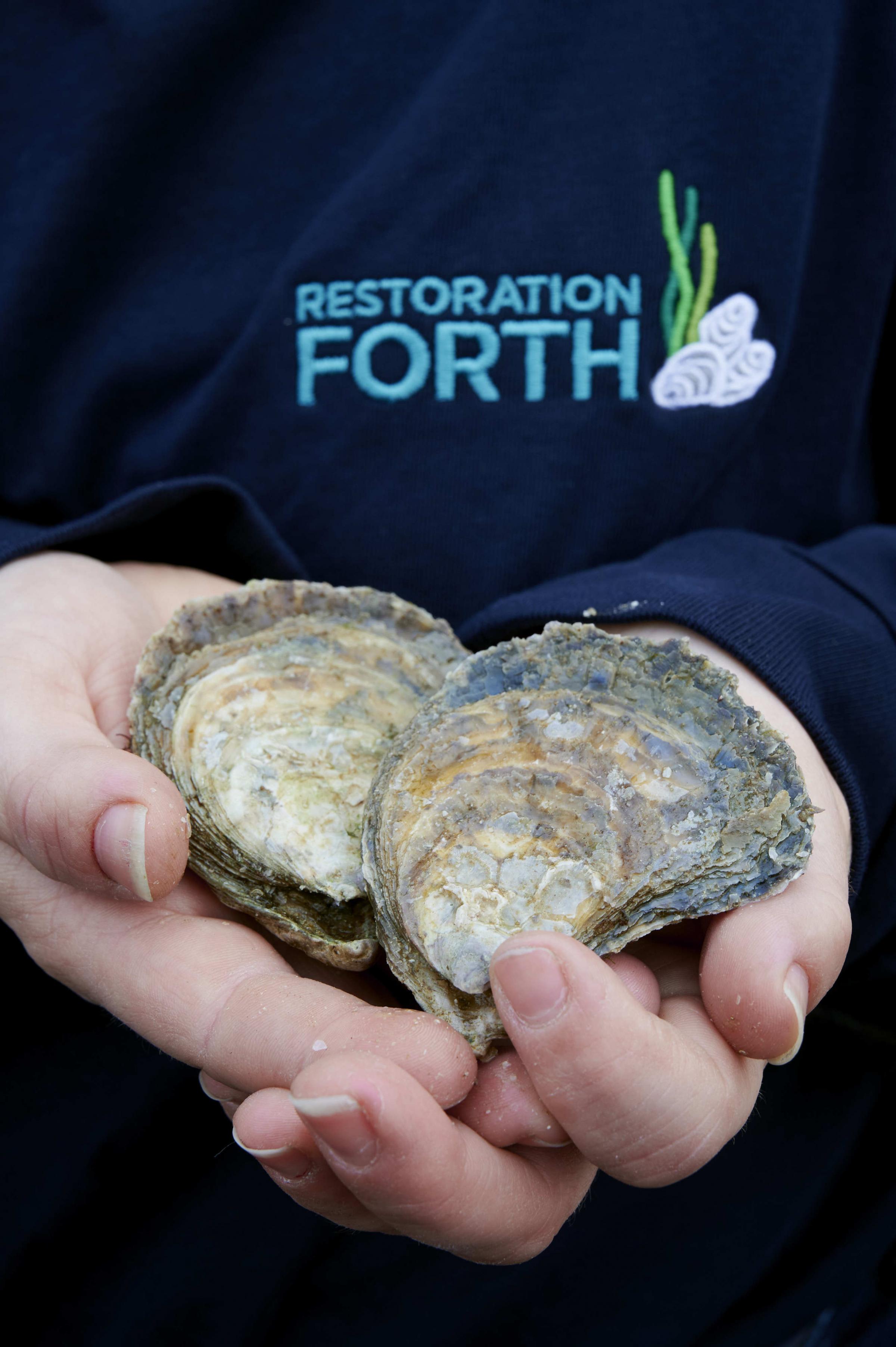 Native oysters have been deployed into the Firth of Forth for the first time in 100 years. Photo: Maverick Photo Agency