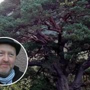 A Scots pine. Inset: Tim Porteus