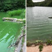 Blue-green algae (pictured above) has been found in Pressmennan Lake at Pressmennan Wood. Images East Lothian Council