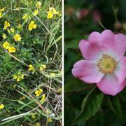 Tormentil (left) and a dog rose (right)