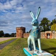 One of the hares on the hare trail