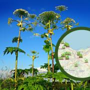 Giant Hogweed sighted in East Lothian Credit: WhatShed and Pixabay