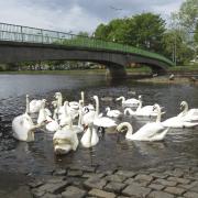 Swans on the River Esk at Musselburgh:  a multi-million pound flood defence scheme is planned for the town.