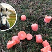 Evidence of people feeding ponies at Traprain Law was found by East Lothian Countryside Rangers. Image: East Lothian Countryside Rangers Facebook
