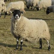 Sheep on North Berwick Law