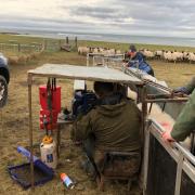 Scans were carried out on the sheep at Barns Ness. Image: East Lothian Council Countryside Rangers Facebook