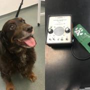 Sam the dog. Pictured left: Blood pressure machine and cuff