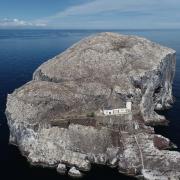Gannet numbers at Bass Rock have dropped substantially. Image: School of Geosciences & Airborne Research and Innovation Facility, University of Edinburgh